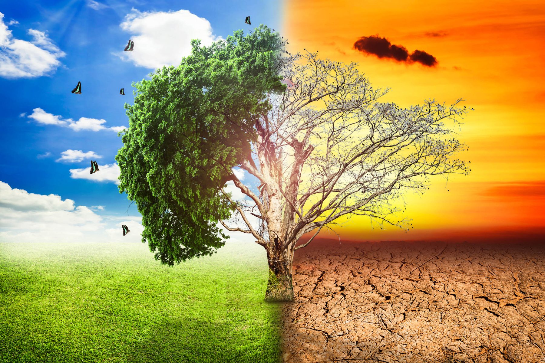 Ein Baum, halb grün und lebendig, halb kahl: Bild für den Weg von der Krise zurück zur Lebenskraft
